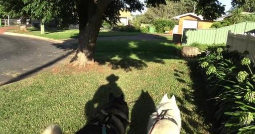 Malamute takes us walkies with lots of flop stops (part 1...