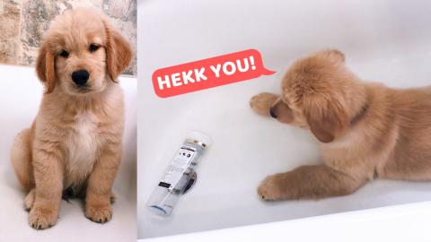 My Puppy is Scared of Shampoo Bottle
