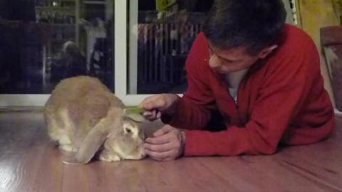 Brushing My Adorable Pet Bunny Rabbit, Leyna (Wheelchair ...