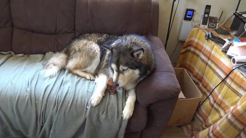 Malamute gets a treat after his bath