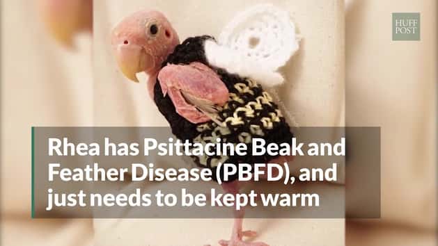 Rhea Is A Bald Lovebird And Strangers Knit Clothes For Her | HuffPost ...