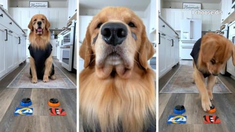 My Dog Predicts the Super Bowl