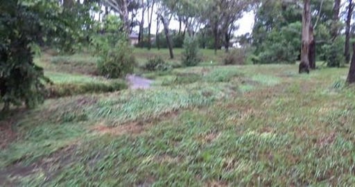 Cockatoo having breakfast & water everywhere