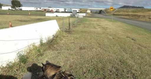 Huskies investigate speedway & exploring