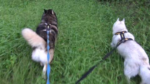 Why do girls insist on putting on perfume? Silly Husky.