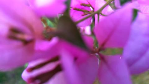 How to Relax Slow Motion Garden Scenes and Calming Music ...