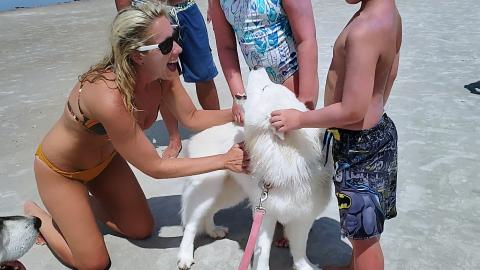 Husky Sings Happy Birthday To Pretty Lady
