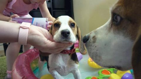 Our New Puppy First Bath Time