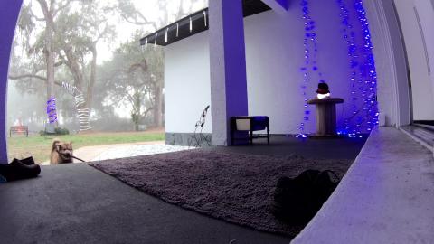 Puppy Caught Red handed On Security Camera