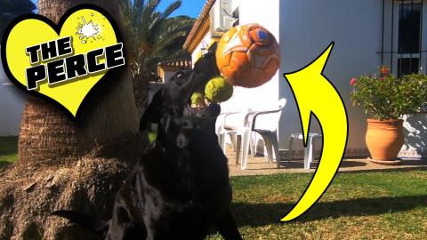 On the Nose Son... Percy has his mouth Full and is still ...