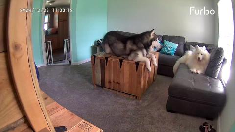 Watching My Giant Dogs While I'm Out! Shooting Them Treat...