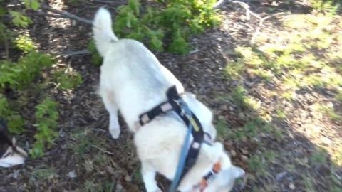 Malamute fights Golden Retriever over dad. Will Eddie be ...