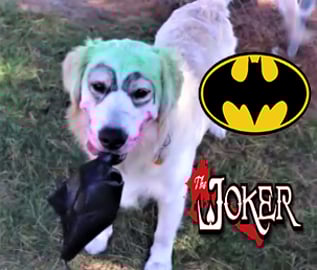 Funny Golden Retriever Dogs JOKER VS BATMAN!