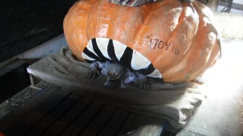 Giant Pumpkins for Holloween kids camp 