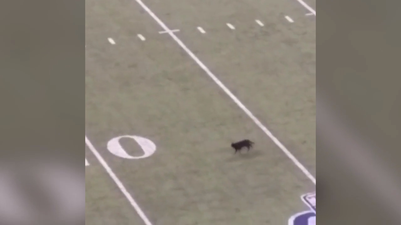 Black cat at Giants-Cowboys is far from only MetLife Stadium feline