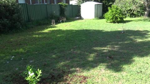 I didn’t use husky holes to plant trees this time