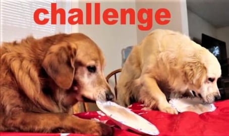 Golden Retriever Dog React To Saran Wrap Treat Challenge!...