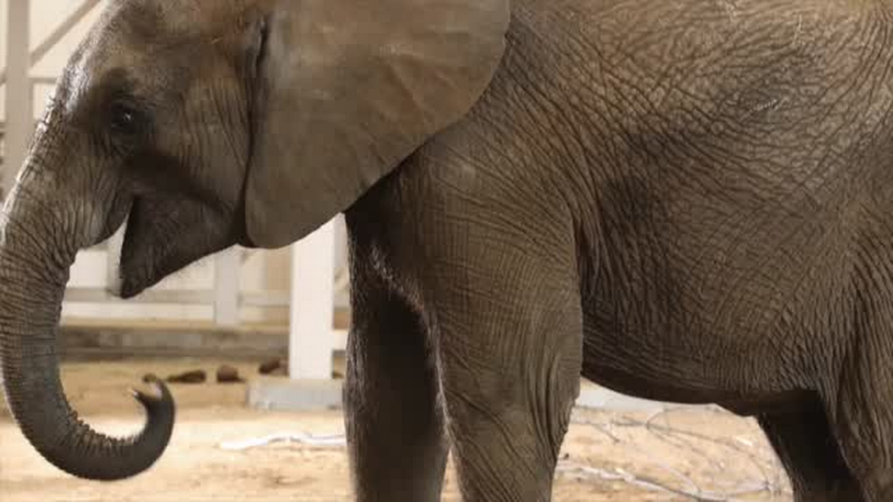 Sedgwick County Zoo elephants now have names | Wichita Eagle