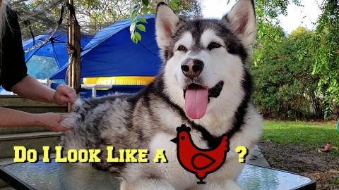 Plucking Mad Plucking Mad Malamute | Do Malamutes Shed A ...