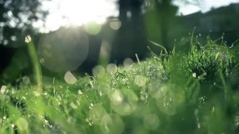 grasshoppers, birds & Crickets - Calming Nature Night Sou...