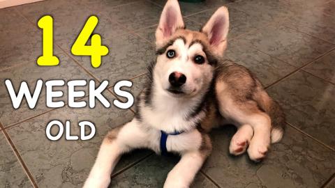14 Weeks Old Husky Puppy: Day by Day | Funny Puppy Video ...