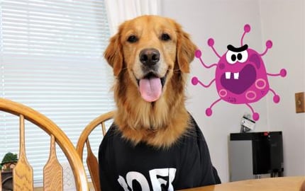 Dog Helps Mom Stay Safe During Corona Virus.