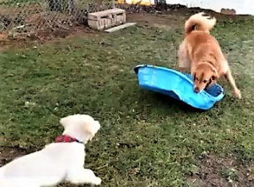 Dogs Having Fun Playing On A Fall Day!