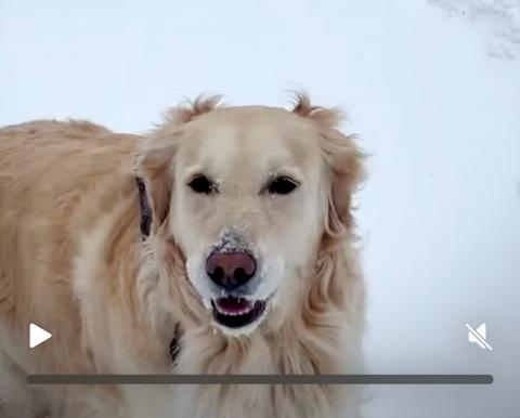 Lola in a Snow Storm 