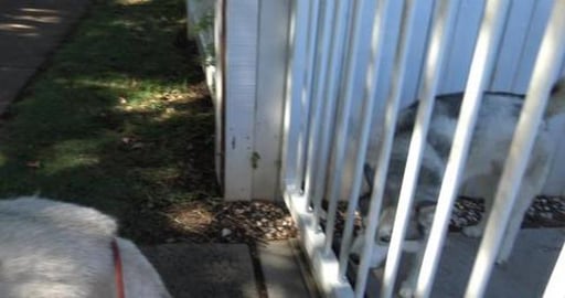 Weekly visit too Mack & Golden Retriever friends