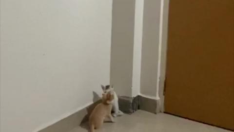 MY CATS PLAYING VERY CUTE WAY !!