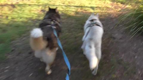 Rain one day sunny the next with Malamute & Husky
