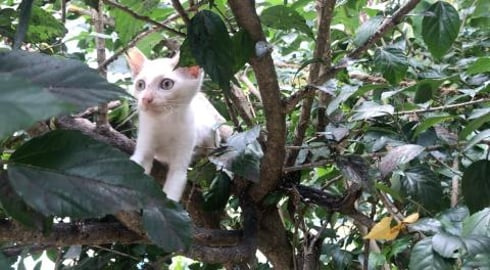 My Cute Timmy climbing a Tree || Will she come down ??