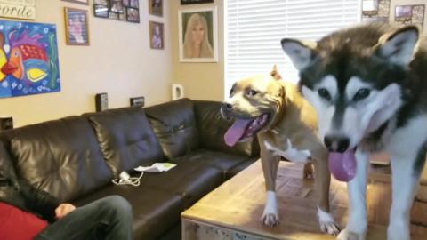 Tonka's Baby Yells Stop Singing...........lmbo