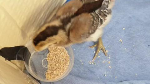 Oh My Gosh! The cutest baby chick ever!