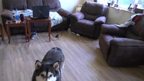 Ice blocks for happy husky
