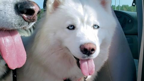 Husky & Malamute Sing To An Australian Shepherd!
