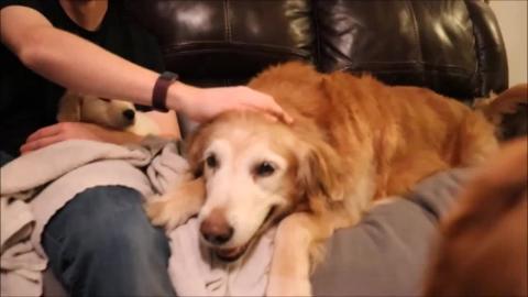 GOLDEN RETRIEVER DOGS GET A NEW PUPPY___