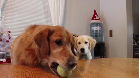 Golden Retriever Dogs Play Ball Together!