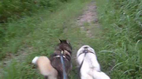 So many spiders on our husky hike