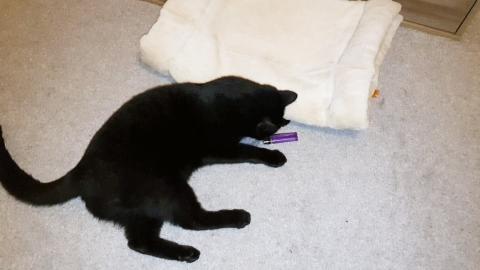 Me messing around with kitten Luna