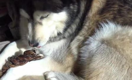 Husky's enjoy bully treat and Husky girl re-makes the bed...