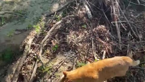 Cat in nature. Relaxing nature sounds of birds, water. 