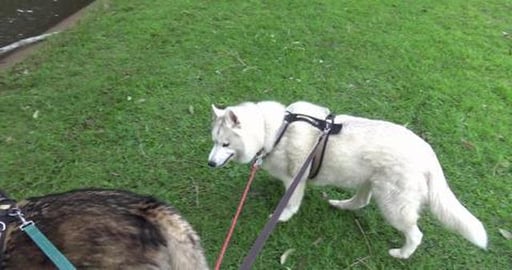 East Creek is finally clean enought for Husky's get wet f...