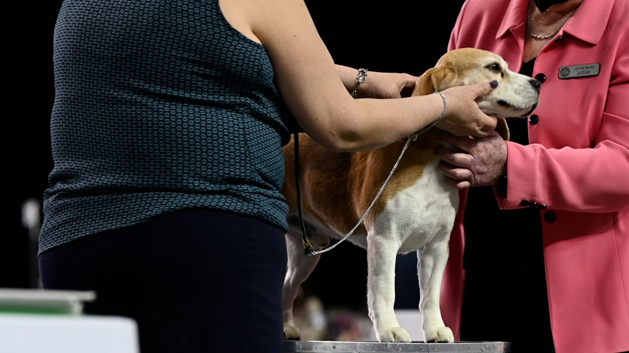 Kennel Club Dog Show in Dome News Tribune