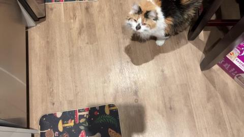 Cute Cat Plays With Bubbles