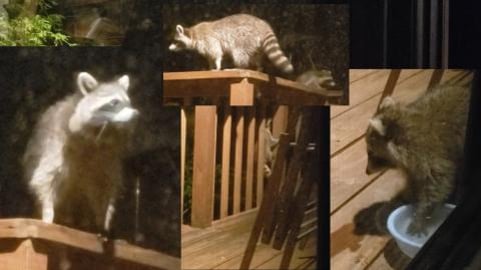 Cute Raccoon Babies Play!