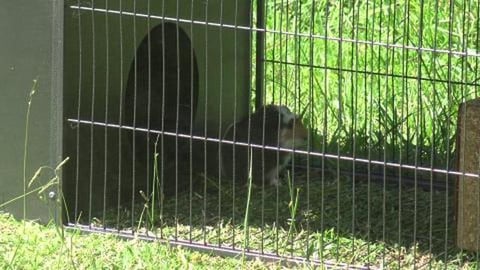 Guinea Pigs working outside on a lovely sunny day