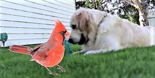 Funny Birds Attacks The Golden Retriever's Dog Hair!