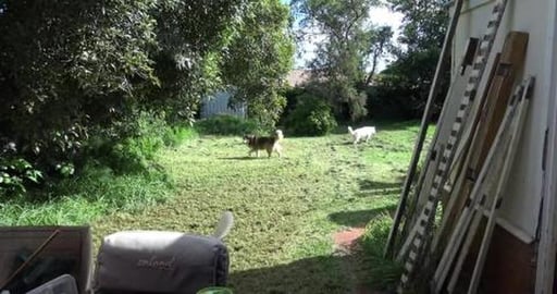Too much lawn too mow, but husky's are happy
