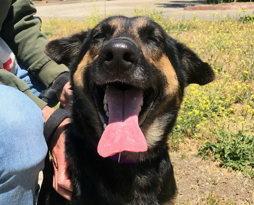 SLO County pet adoption Dogs and puppies available now San Luis